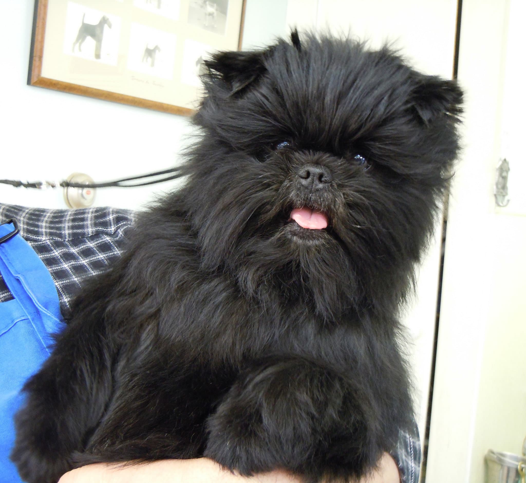 Affenpinscher