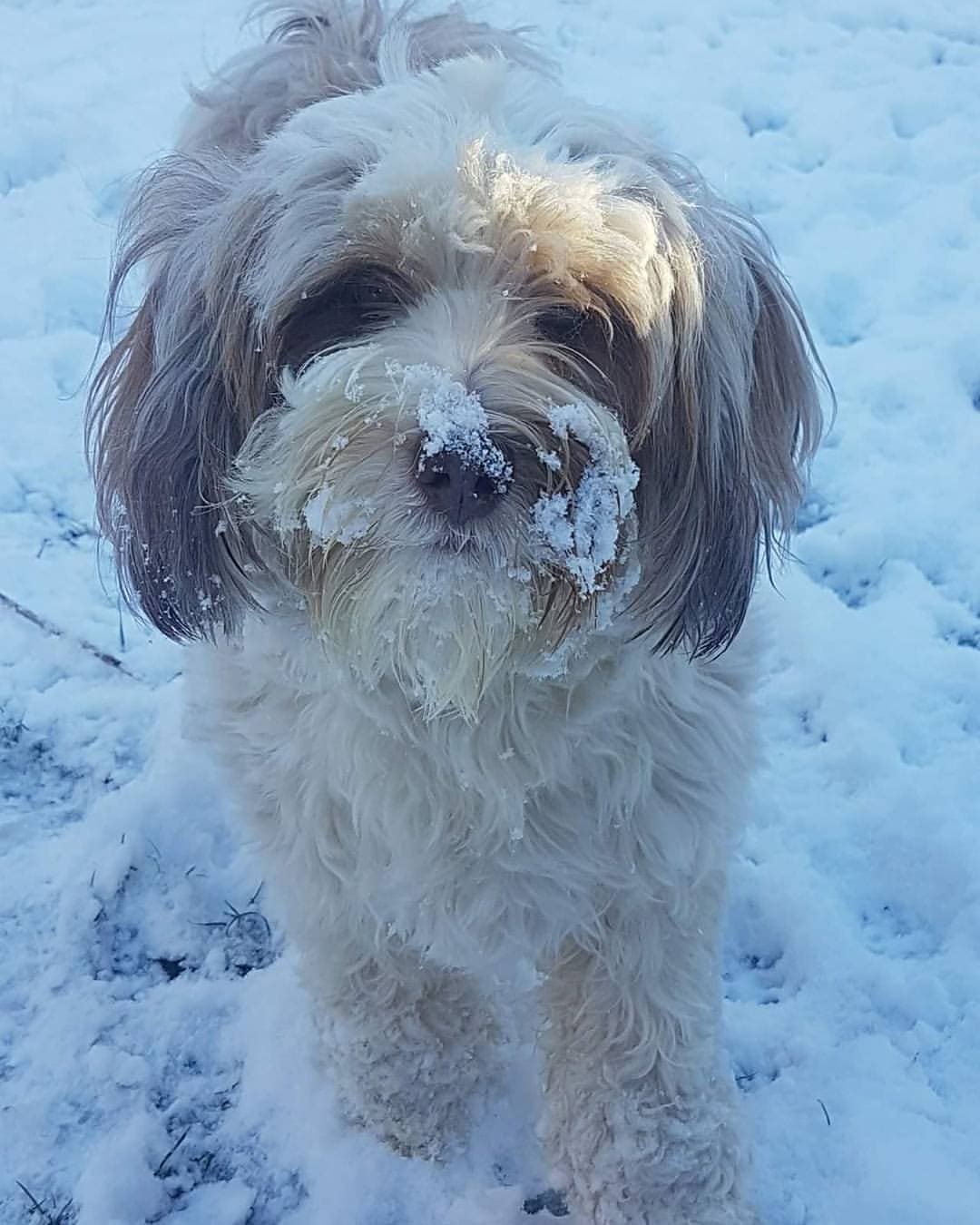 Tibetan Terrier