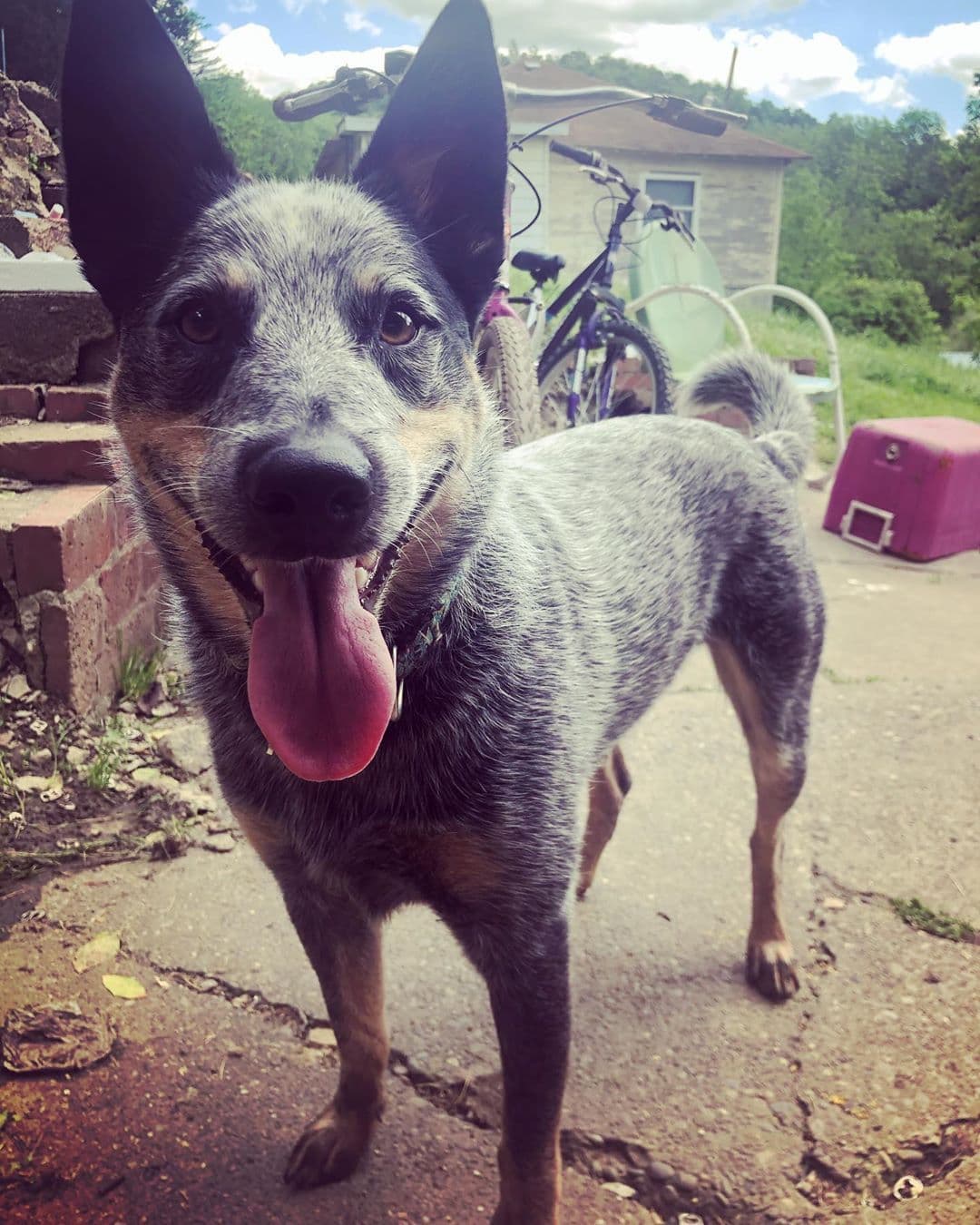 Australian Cattle Dog