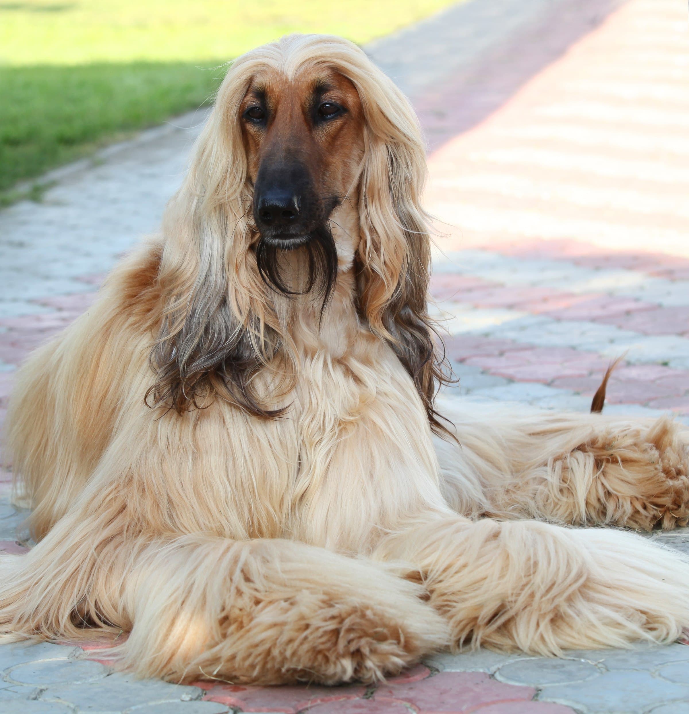 Afghan Hound