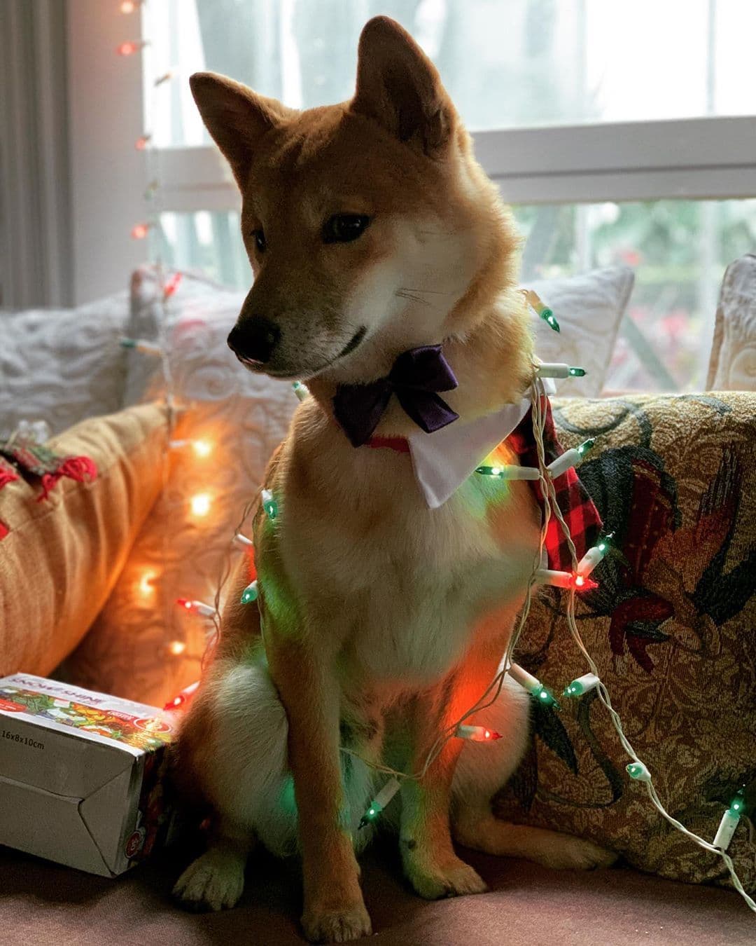 Shiba Inu